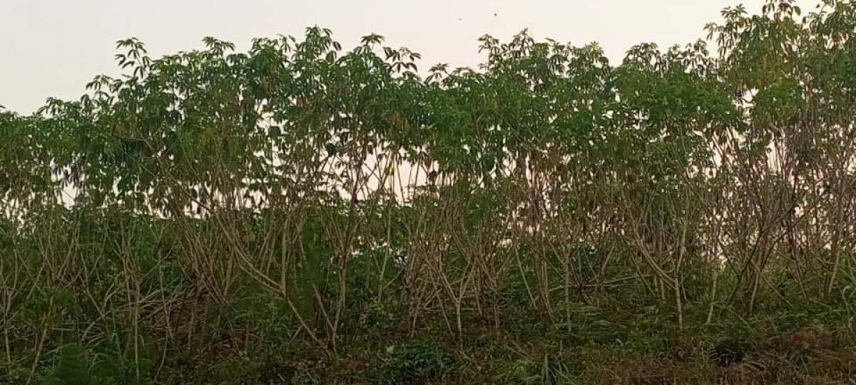 Maniok from Kamerun